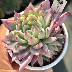 ロメオ×ざわわ　リンゼアナ×ざわわ　ざわわ ×沙羅姫牡丹　おらいさん　多肉 リンゼアナ×ざわわ ロメオ×ざわわ ざわわ×沙羅姫牡丹 おらいさん 多肉