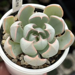 人気原種！☆ヒアリナサンルイスデラパス 実生 多肉植物