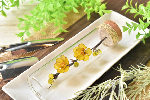 □受注制作【植物標本 S】ロウバイ ハーバリウム・植物標本 風碧