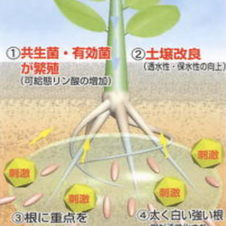 盆栽Qさんに紹介されました！＊リバースグリーン＊1リットルの活根肥料液体タイプ＊ 5枚目の画像