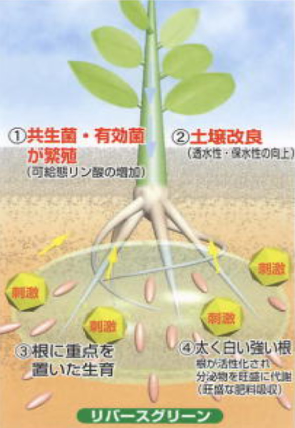 盆栽Qさんに紹介されました！＊リバースグリーン＊1リットルの活根肥料液体タイプ＊ 5枚目の画像