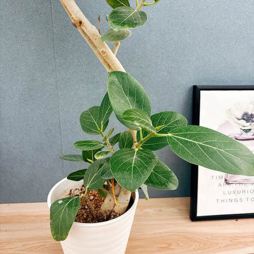 ［現品］☆人気☆ 27番　フィカス　ベンガレンシス　曲がり 8号　観葉　室内 現品］F1 フィカス ベンガレンシス 曲がり 8号 観葉植物 室内 大型