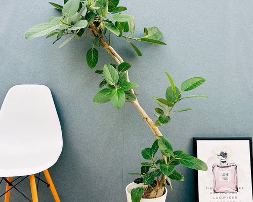 現品］F1 フィカス ベンガレンシス 曲がり 8号 観葉植物 室内 大型