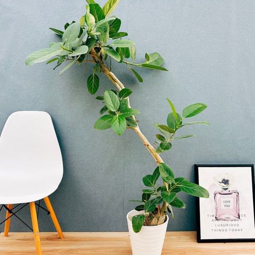 現品］F1 フィカス ベンガレンシス 曲がり 8号 観葉植物 室内 大型