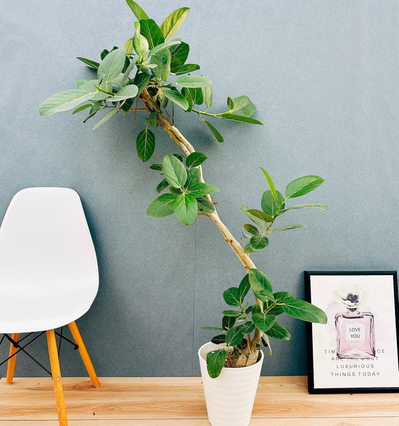 現品］F1 フィカス ベンガレンシス 曲がり 8号 観葉植物 室内 大型