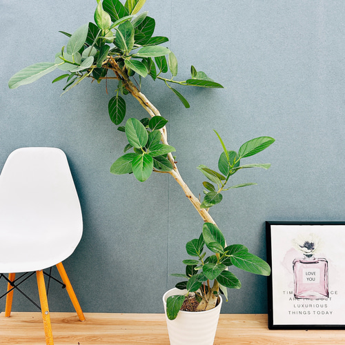 現品］F1 フィカス ベンガレンシス 曲がり 8号 観葉植物 室内 大型