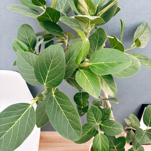 現品］F1 フィカス ベンガレンシス 曲がり 8号 観葉植物 室内 大型