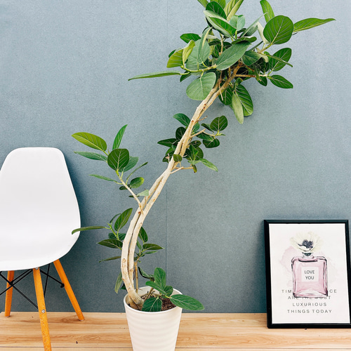 現品］F1 フィカス ベンガレンシス 曲がり 8号 観葉植物 室内 大型