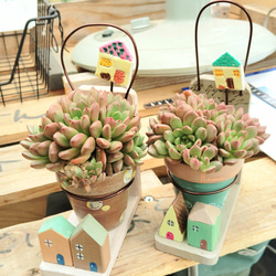 多肉植物 りんご花 15個 超人気苗 輸入苗 根っこ有り モス付き発送