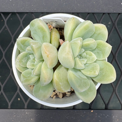 多肉植物 エケベリア ルナレン 抜き苗 その他インテリア雑貨 MUSUBU