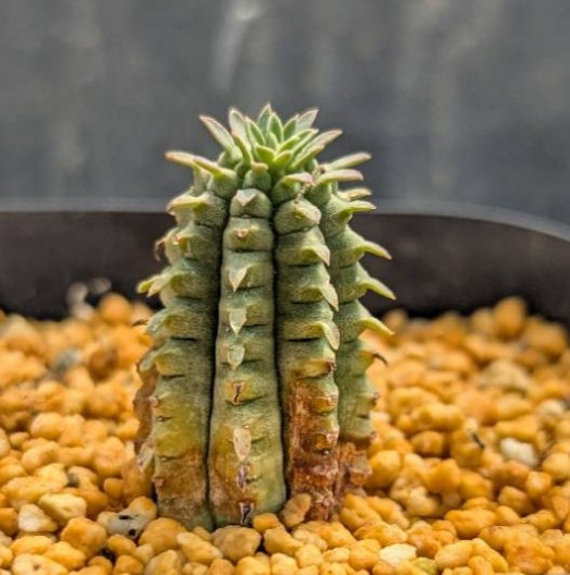 新種【海外実生】ユーフォルビア・エムウィラ/Euphorbia Mwila➃ 新種