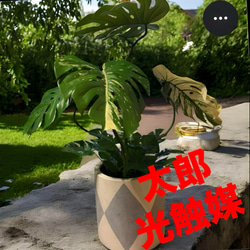 光触媒　人工観葉植物　ウォールグリーン　フェイクグリーン　ウンベラータ1.51. 光触媒 人工観葉植物 ウォールグリーン フェイクグリーン