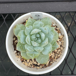 多肉植物 エケベリア ルナレン 抜き苗 その他インテリア雑貨 MUSUBU