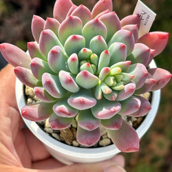 超レア品種！☆丸葉ピンクシフォン（国産）多肉植物 自家繁殖 多肉植物