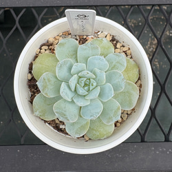 多肉植物 エケベリア ルナレン 抜き苗 その他インテリア雑貨
