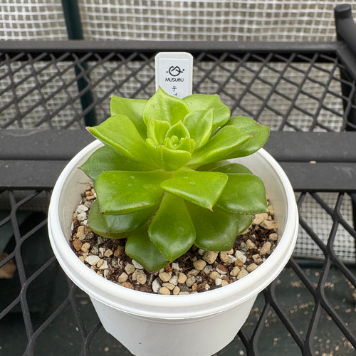 多肉植物 エケベリア ティア 抜き苗 その他インテリア雑貨 MUSUBU 通販