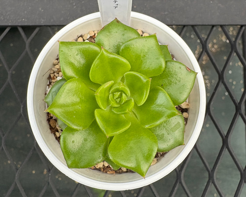 多肉植物 エケベリア ティア 抜き苗 その他インテリア雑貨 MUSUBU 通販