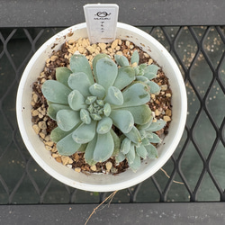 多肉植物【ルナレン】抜き苗　エケベリア 多肉植物 エケベリア ルナレン 抜き苗 その他インテリア雑貨 MUSUBU