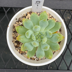 多肉植物 エケベリア ルナレン 抜き苗 その他インテリア雑貨