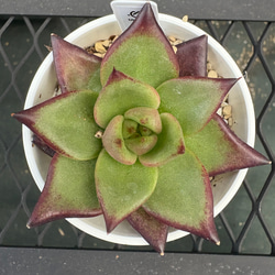 多肉植物 エケベリア ルナレン 抜き苗 その他インテリア雑貨