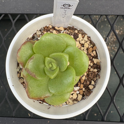 多肉植物【ルナレン】抜き苗　エケベリア ①多肉植物【ルナレン】抜き苗 エケベリア