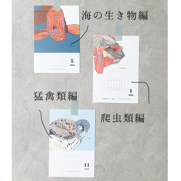 海のいきものカレンダー2026 chippitomu 14枚目の画像