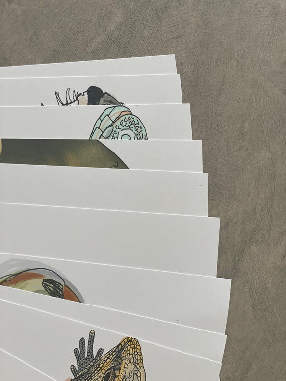 海のいきものカレンダー2026 chippitomu 12枚目の画像