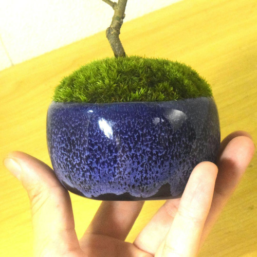 POTOCO 睡蓮木 スイレンボク 観葉植物 陶器鉢 盆栽 小品盆栽 苔玉 苔