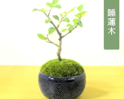 POTOCO 睡蓮木 スイレンボク 観葉植物 陶器鉢 盆栽 小品盆栽 苔玉 苔
