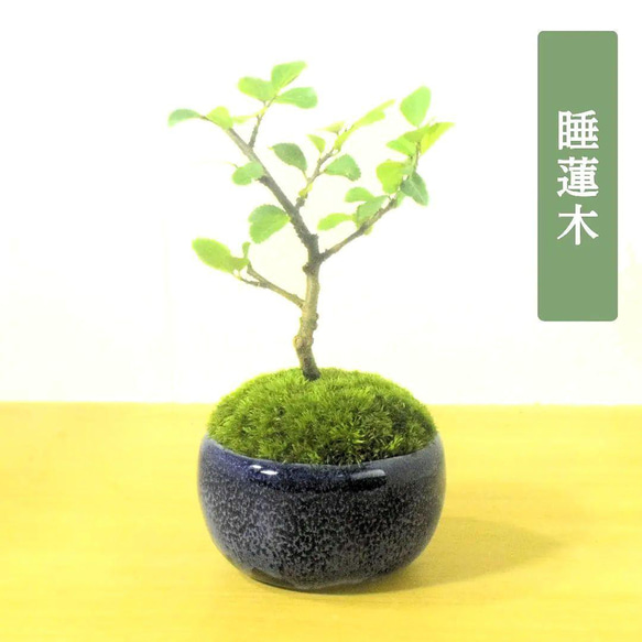 中型盆栽 苔付き マッコウ CATEGORY ハリツルマサキ(マッコウ) | 陶賊 -TOUZOKU- bonsai &