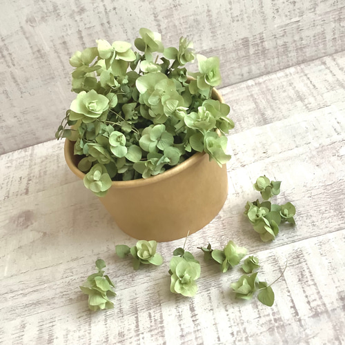 Dry flower ❤︎ オレガノ ❤︎ ケントビューティー ドライフラワー