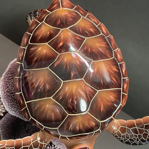 ウミガメの模型 海洋生物 レプリカ (受注生産品) 現在大幅値引き中