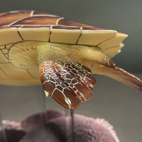 ウミガメの模型 海洋生物 レプリカ (受注生産品) 現在大幅値引き中