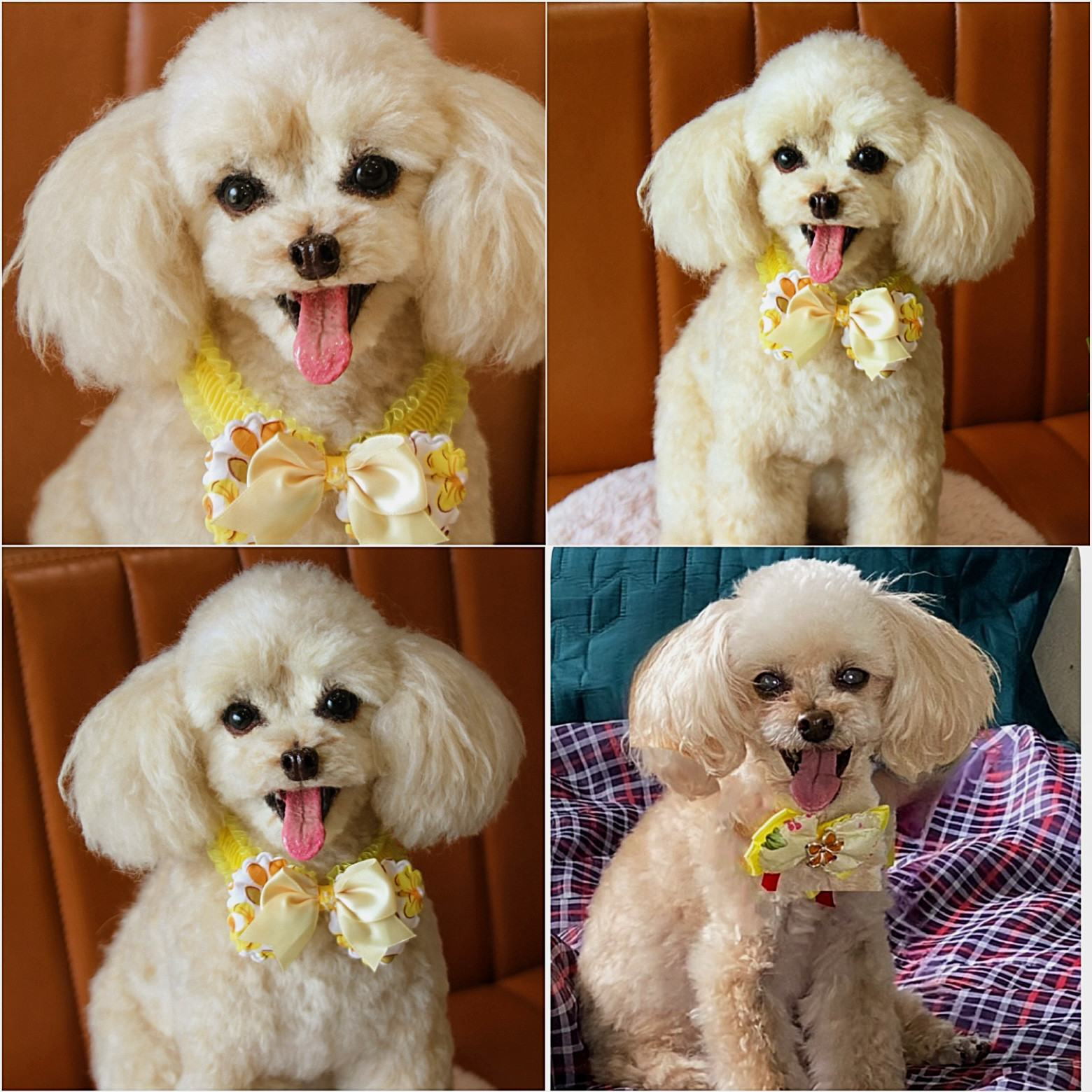 《愛犬さんのオーダー》羊毛フェルト　オーダー　犬　羊毛フェルト　チワワ　リアル　ダックス　ポメラニアン　羊毛フェルト犬