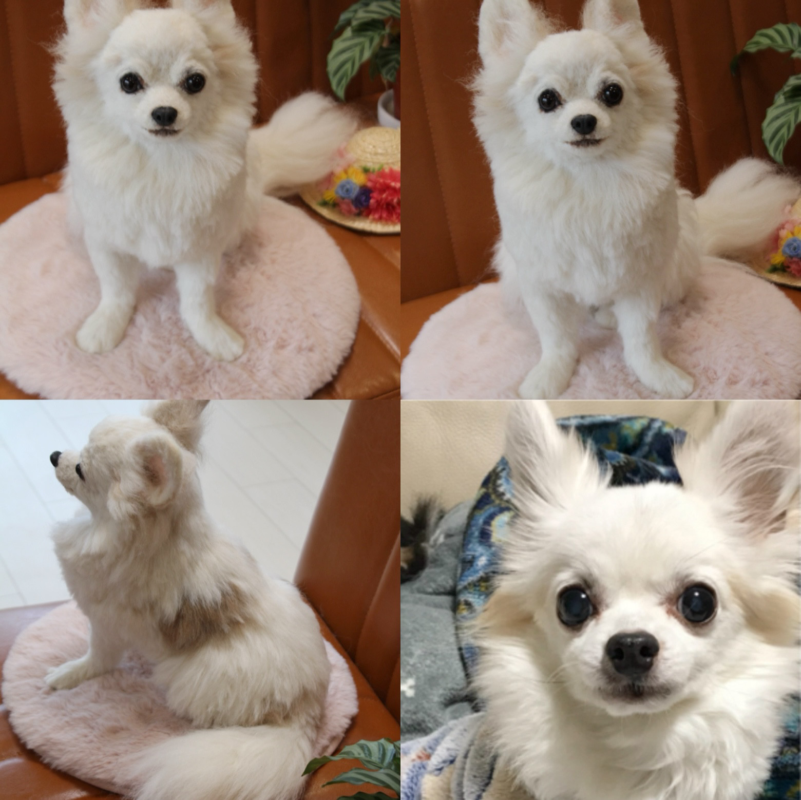 《愛犬さんのオーダー》羊毛フェルト　オーダー　犬　羊毛フェルト　チワワ　リアル　ダックス　ポメラニアン　羊毛フェルト犬