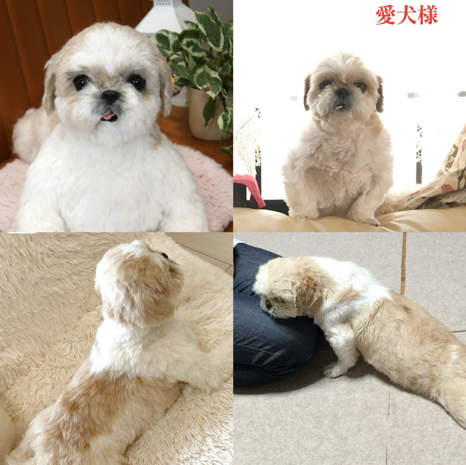 《愛犬さんのオーダー》羊毛フェルト　オーダー　犬　羊毛フェルト　チワワ　リアル　ダックス　ポメラニアン　羊毛フェルト犬