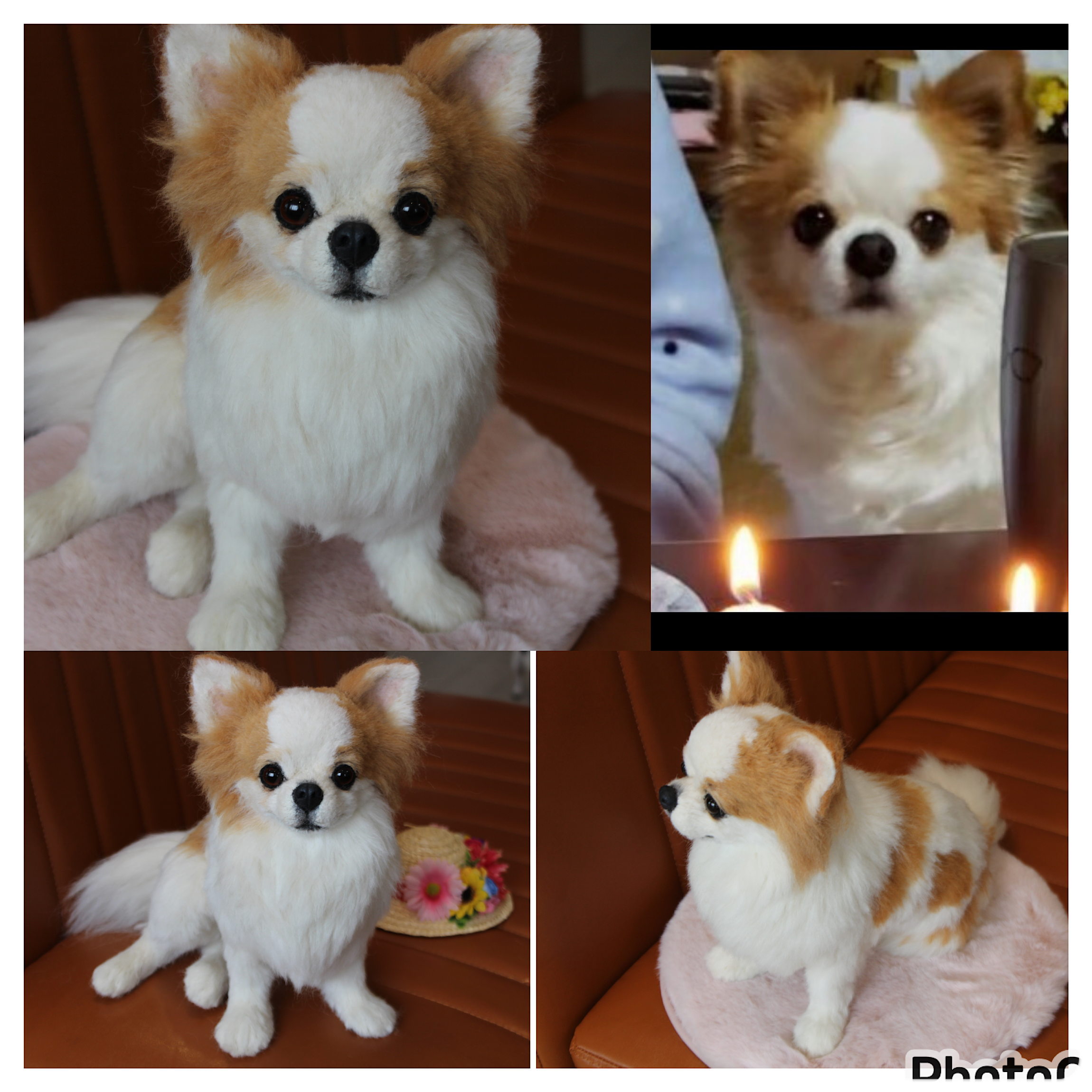 《愛犬さんのオーダー》羊毛フェルト　オーダー　犬　羊毛フェルト　チワワ　リアル　ダックス　ポメラニアン　羊毛フェルト犬