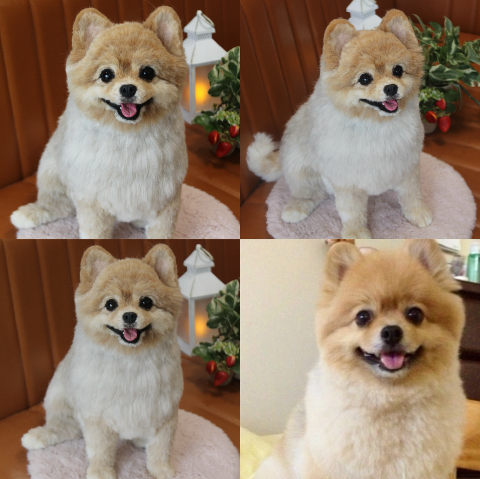 《愛犬さんのオーダー》羊毛フェルト　オーダー　犬　羊毛フェルト　チワワ　リアル　ダックス　ポメラニアン　羊毛フェルト犬