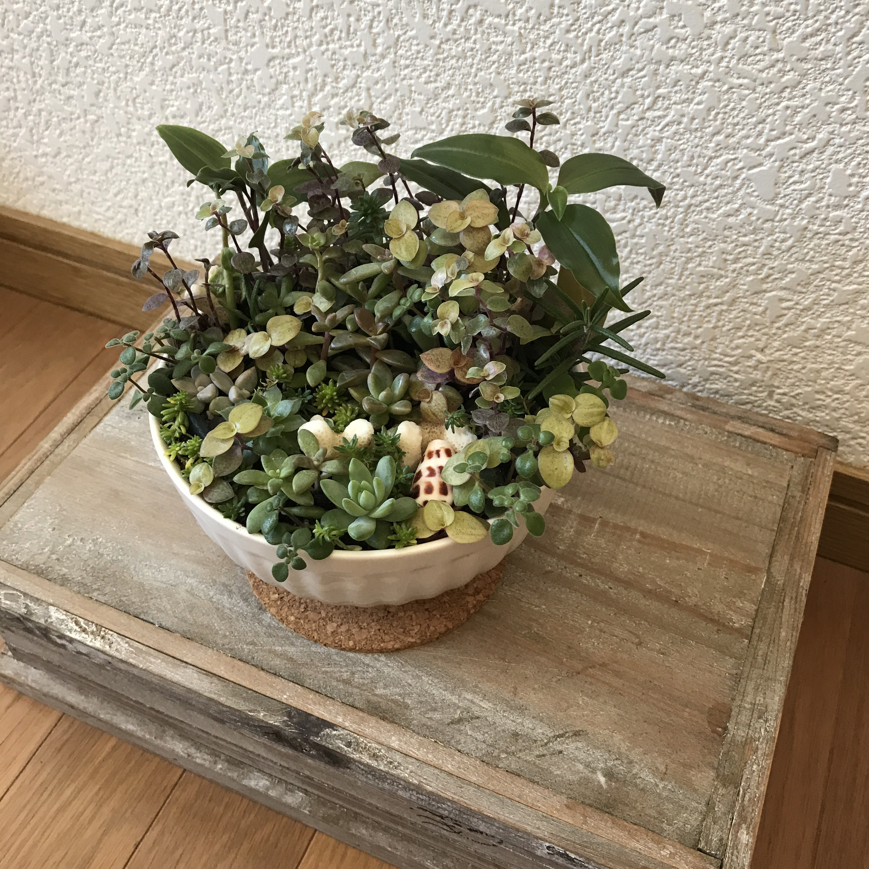 《新作》多肉植物＊珊瑚＊巻貝＊シーグラスの思い出の沖縄（1点限定＊秋の紅葉に変更に成りました）