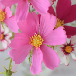 3種類のピンクコスモスアレンジ《フェイクウォーター》Creema限定　【敬老の日　誕生日】 7枚目の画像