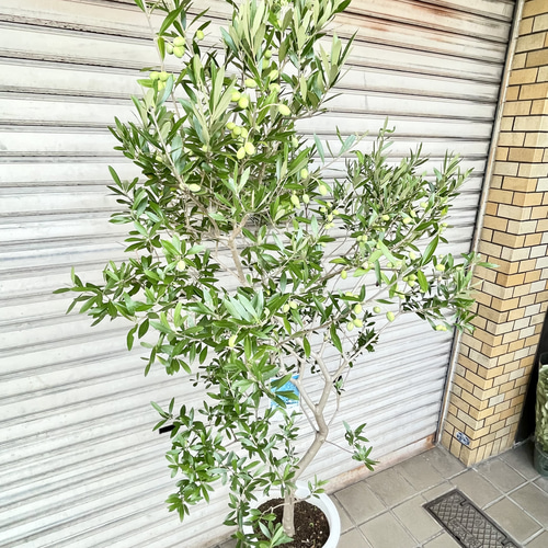 実付きオリーブの木 エルグレコ 9号 高さ160cm シンボルツリー その他