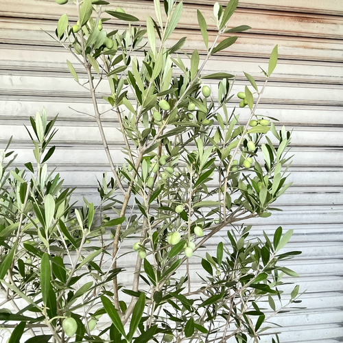 実付きオリーブの木 エルグレコ 9号 高さ160cm シンボルツリー その他