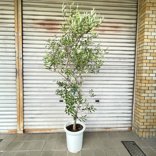 実付きオリーブの木 エルグレコ 9号 高さ160cm シンボルツリー その他