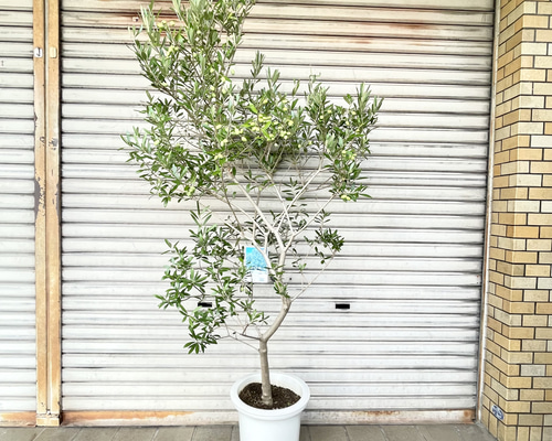 d5defa2f32821ae50a0255fc16af1c