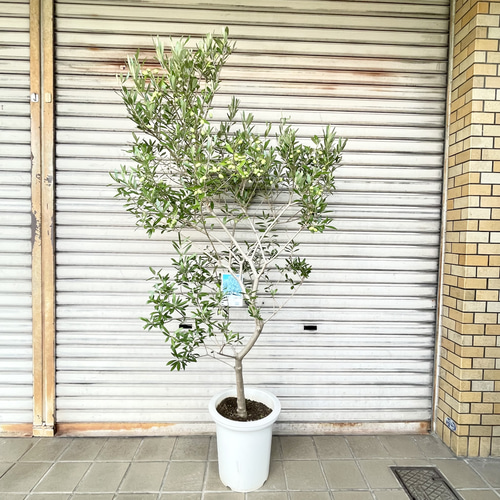 実付きオリーブの木 エルグレコ 9号 高さ160cm シンボルツリー その他