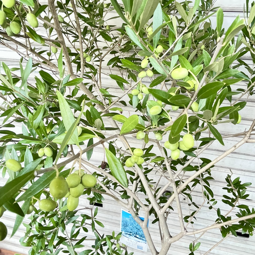 オリーブの木　約107㎝　エルグレコ 実付きオリーブの木 エルグレコ 9号 高さ160cm シンボルツリー その他