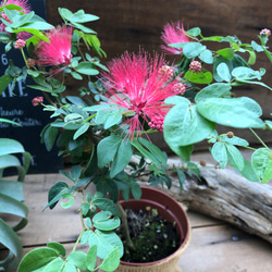 アンスリウム♡ベイチー♡3号ポット♡観葉植物♡希少♡ アート