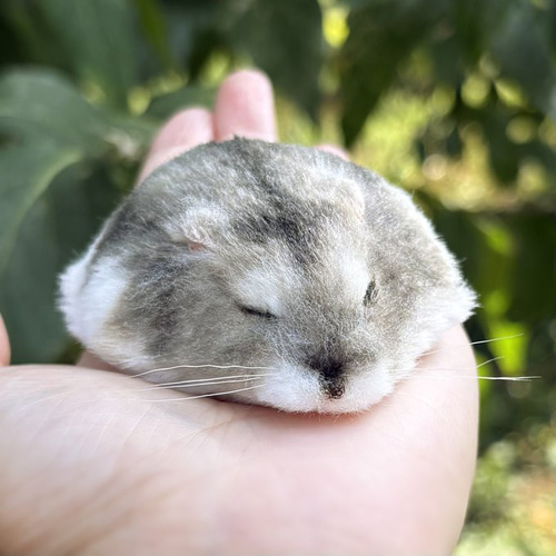 すやすや｜ジャンガリアンハムスターのぬいぐるみ《セミオーダー可