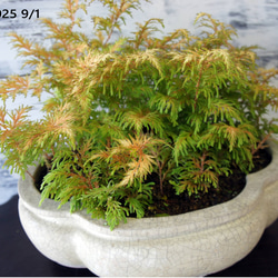 盆栽 『真柏』 和風 インテリア 観葉植物 園芸 オブジェ 送料無料 b086 盆栽 『真柏』 和風 インテリア 観葉植物 園芸 オブジェ 送料