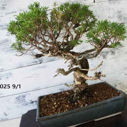 盆栽 『真柏』 和風 インテリア 観葉植物 園芸 オブジェ 送料無料 b082 盆栽 『真柏』 和風 おしゃれ インテリア 観葉植物 園芸